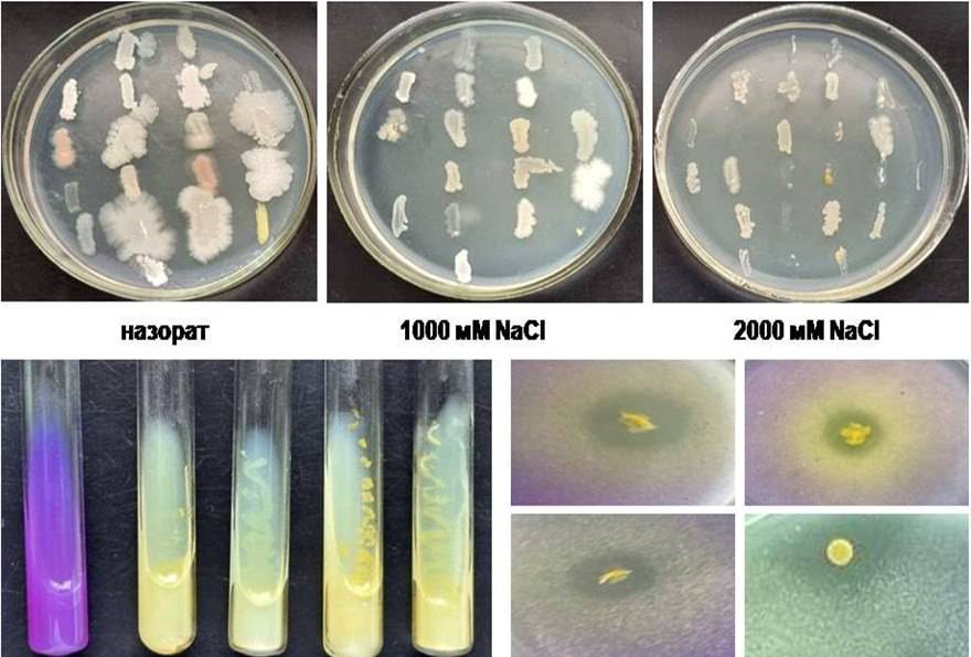 Uzbekistan develops salt-tolerant microorganisms to restore degraded soil